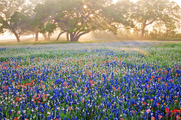 oak trees and wildflowers in fog with streaming sun rays - spring landscape stock pictures, royalty-free photos & images
