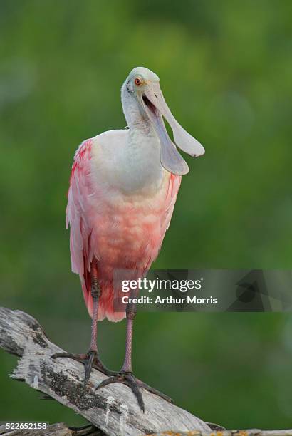 roseate spoonbill on branch - roseate spoonbill stock pictures, royalty-free photos & images