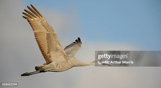 sandhill crane in flight - grou pássaro - fotografias e filmes do acervo