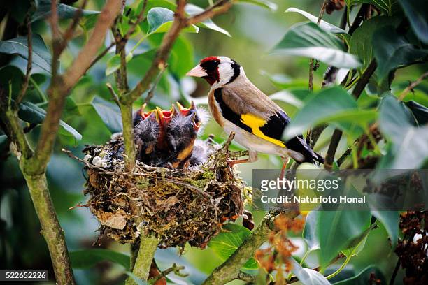goldfinch at the nest with hungry chicks - uccellino foto e immagini stock