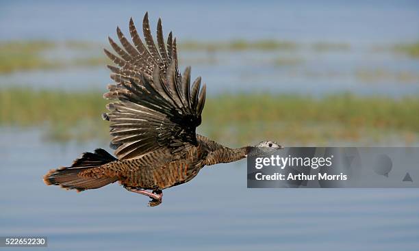 wild turkey in flight - indian lake estates stock pictures, royalty-free photos & images