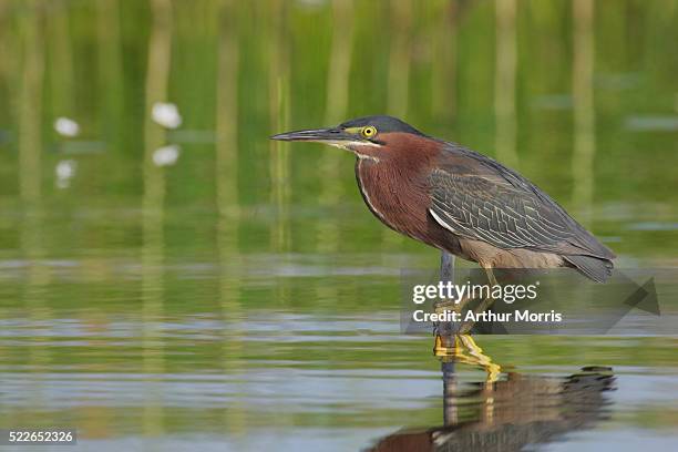 green heron in marsh - indian lake estates stock pictures, royalty-free photos & images