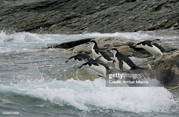 chinstrap penguins jumping into sea - pinguim da antártica - fotografias e filmes do acervo