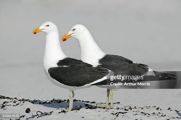 pair of kelp gulls - kelp gull stock pictures, royalty-free photos & images