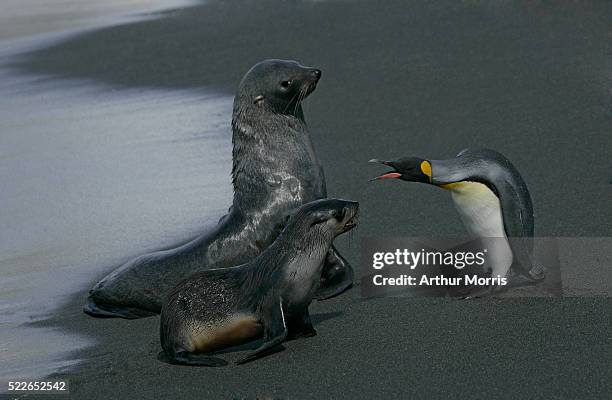 king penguin warning seals - insel south georgia island stock-fotos und bilder