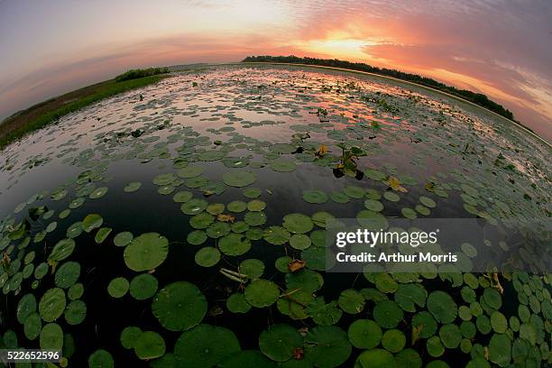 lily pads on lake - fisheye stock pictures, royalty-free photos & images