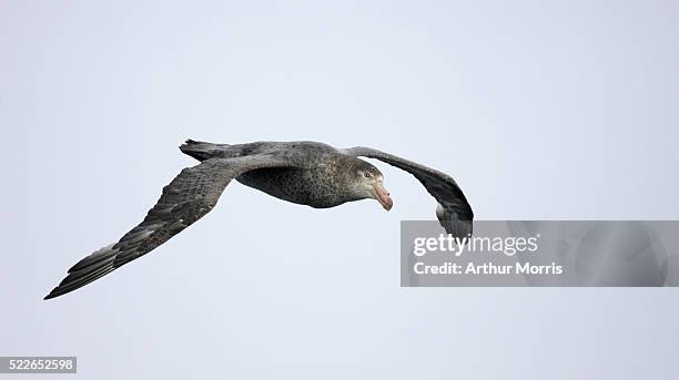 northern giant petrel in flight - northern giant petrel stock pictures, royalty-free photos & images