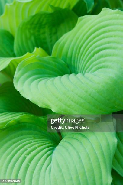 piedmont gold hosta leaves - hosta stock pictures, royalty-free photos & images