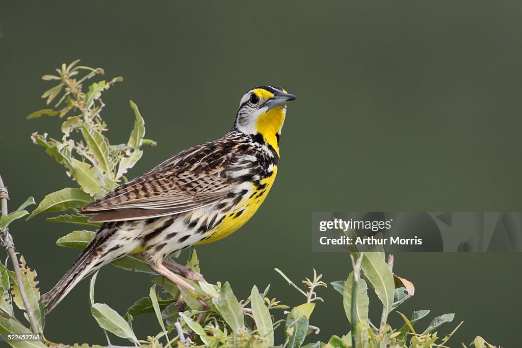 Eastern Meadowlark Perching on Bush