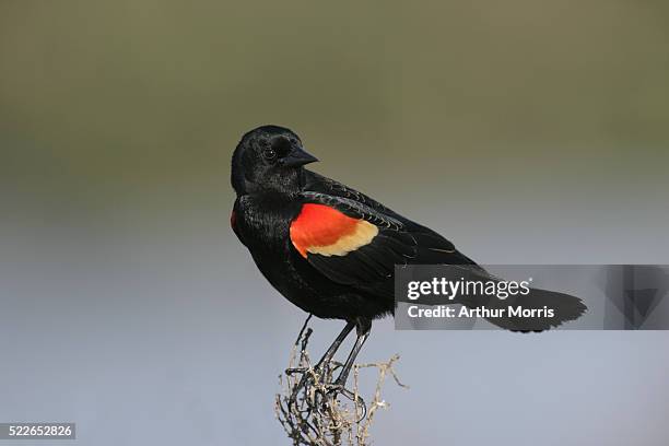 young male red-winged blackbird - rotschulterstärling stock-fotos und bilder