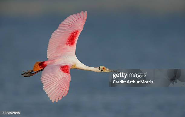 roseate spoonbill in flight - rosalöffler stock-fotos und bilder