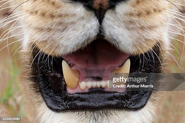 close-up of lioness mouth - hoektand stockfoto's en -beelden
