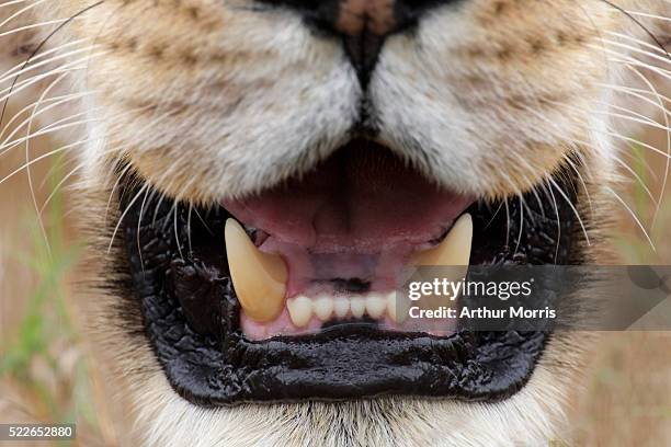 close-up of lioness mouth - lion lioness stock pictures, royalty-free photos & images