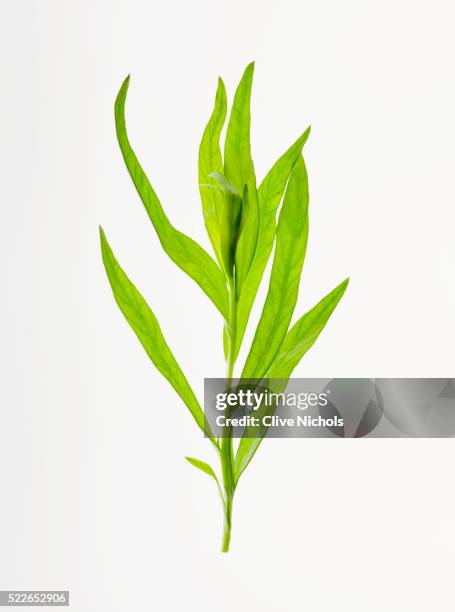 tarragon - dragon stockfoto's en -beelden