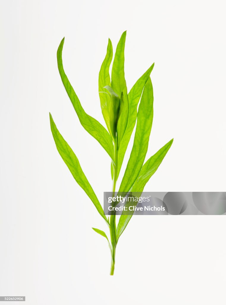 Tarragon