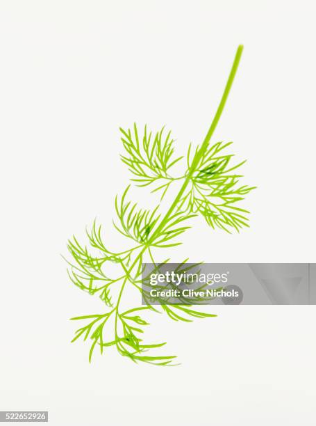 dill - dill stock pictures, royalty-free photos & images