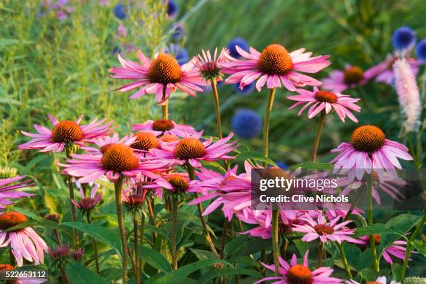 purple coneflower - coneflower stock pictures, royalty-free photos & images