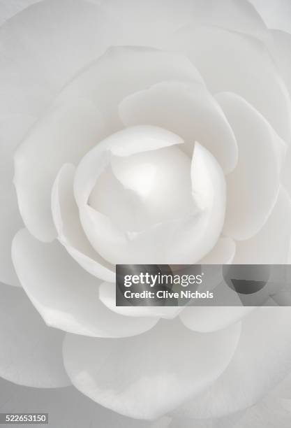 white camellia - camellia foto e immagini stock