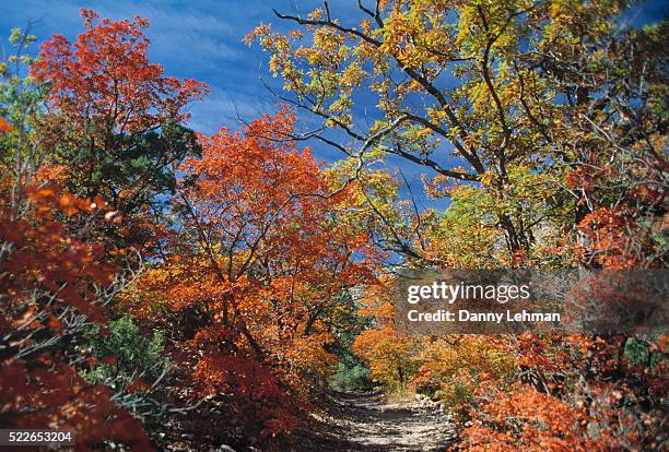 autumn colors in guadalupe mountains national park - parque nacional de las montañas de guadalupe fotografías e imágenes de stock