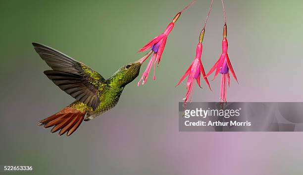 rufous-tailed hummingbird feeding on nectar - ecuador stock-fotos und bilder