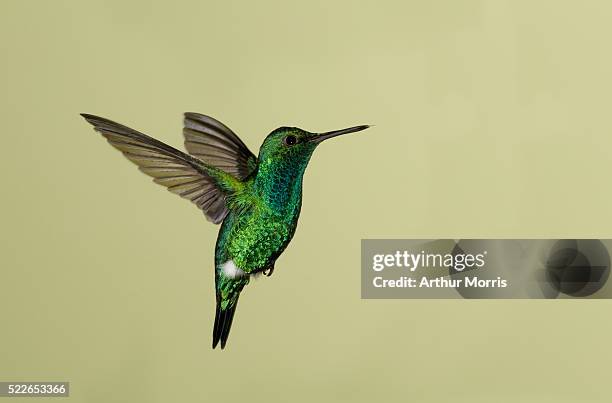 western emerald hummingbird - hummingbird photos et images de collection