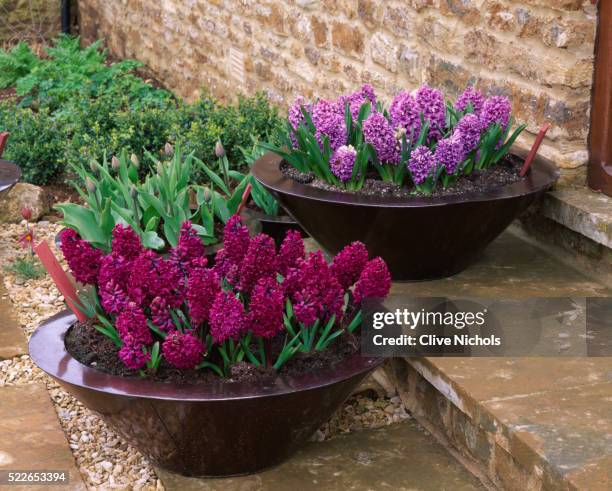 copper containers on steps planted with hyacinth - hyacinth stock pictures, royalty-free photos & images