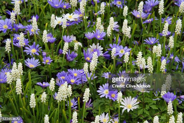 grecian windflower and common grape hyacinth - grape hyacinth stock pictures, royalty-free photos & images