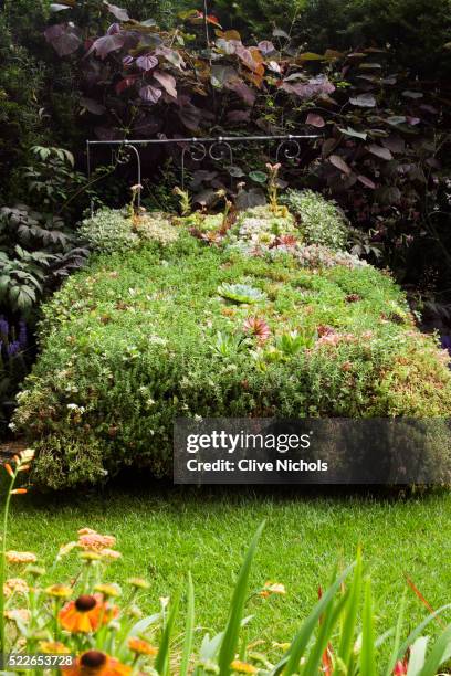 bed planted with sempervivums and chamomile - houseleek stock pictures, royalty-free photos & images