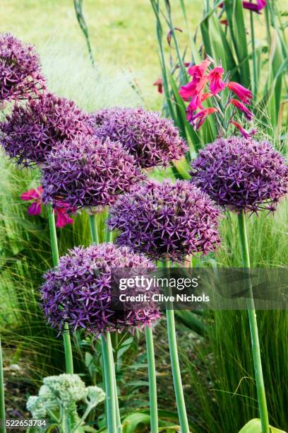 allium 'firmament' - allium stockfoto's en -beelden