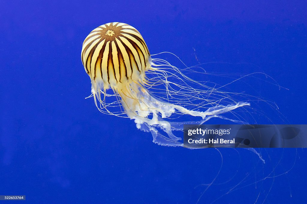 Japanese Sea Nettle