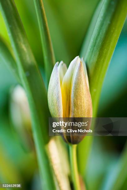 close-up of emerging bud of tulipa tarda - tulipa tarda stock pictures, royalty-free photos & images