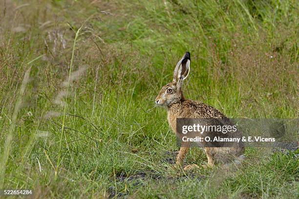 brown hare in torres del paine national park - lepus europaeus stock pictures, royalty-free photos & images