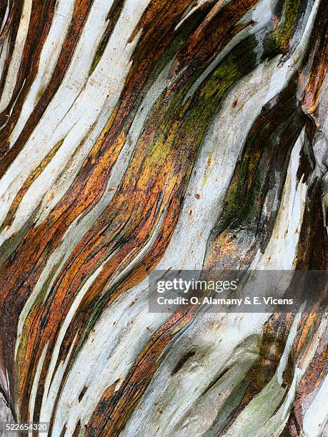 close-up view of snow gum bark - bark ストックフォトと画像