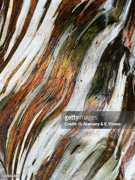 bark of a snow gum tree - eucalyptus stock pictures, royalty-free photos & images