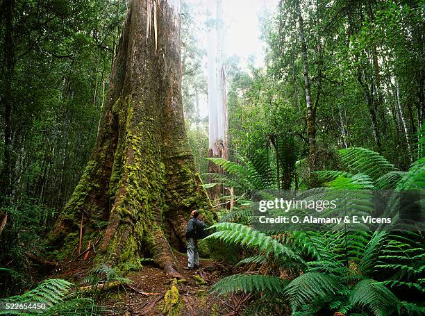 hiker looking at a swamp gum tree - hiking tasmania stock-fotos und bilder