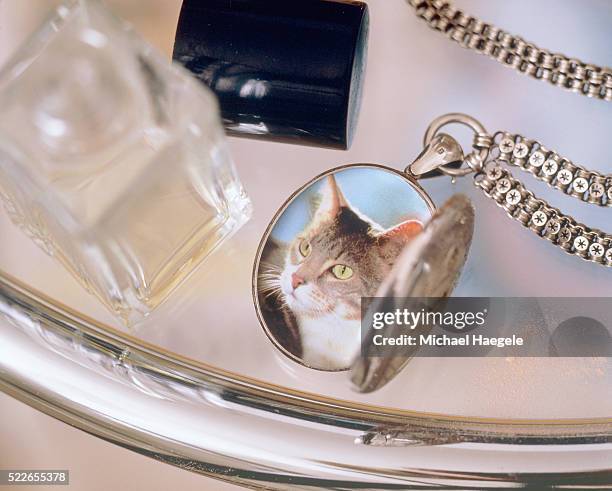 photograph of a cat in a m?daillon on a table of glass - cat with collar stockfoto's en -beelden
