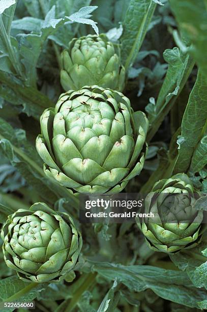 artichokes in a field in the salinas valley - alcachofra - fotografias e filmes do acervo