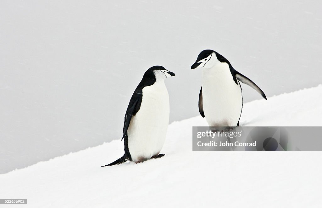 Chinstrap Penguins