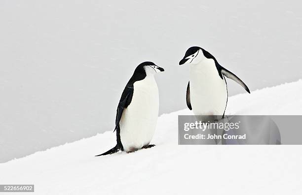 chinstrap penguins - chinstrap penguin fotografías e imágenes de stock