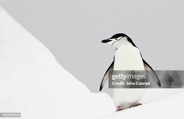 chinstrap penguins - pinguim da antártica - fotografias e filmes do acervo