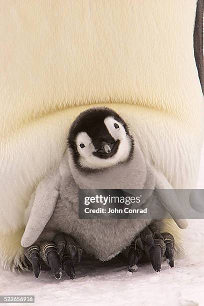 emperor penguin chick on parent's feet - pinguin stock-fotos und bilder