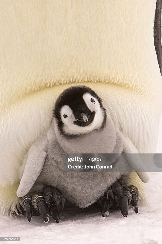 Emperor Penguin Chick on Parent's Feet