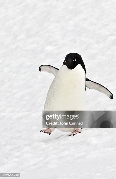 adelie penguin walking in snow - adelie penguin stock pictures, royalty-free photos & images