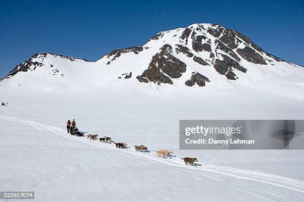 dog sledding in chugach mountains - hondensleeën stockfoto's en -beelden