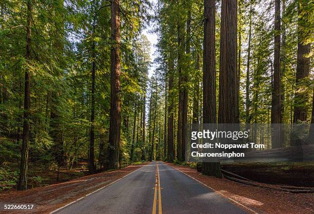 avenue of the giants california - humboldt redwoods state park stock pictures, royalty-free photos & images