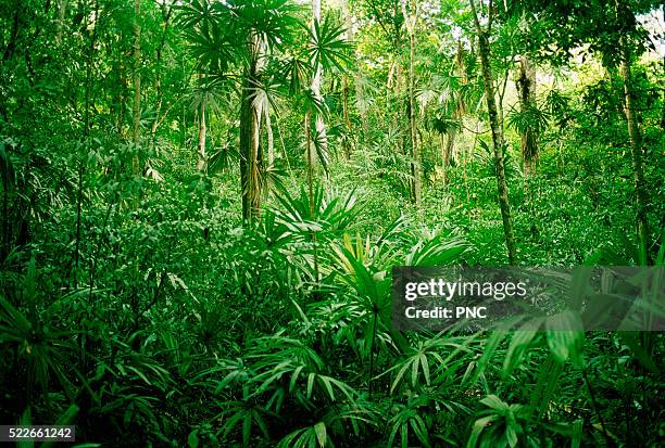 jungle, tikal, guatemala - el peten stock pictures, royalty-free photos & images