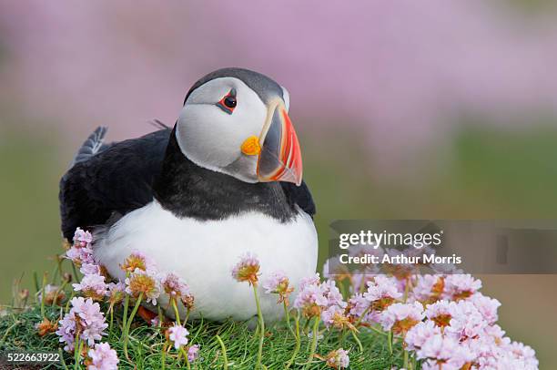 atlantic puffin in flowers - atlantic puffin stock pictures, royalty-free photos & images