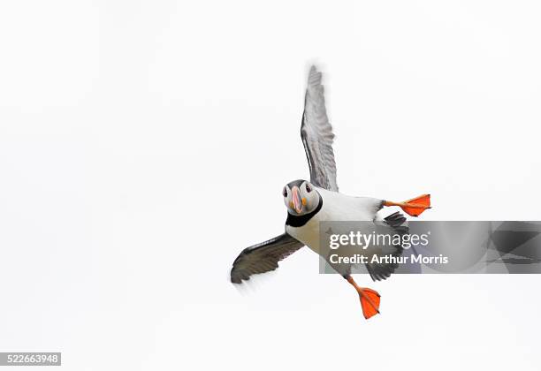 atlantic puffin wheeling in flight - spread wings stock pictures, royalty-free photos & images