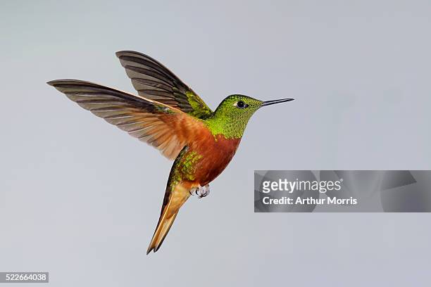 chestnut-breasted coronet in flight - hummingbirds stock-fotos und bilder