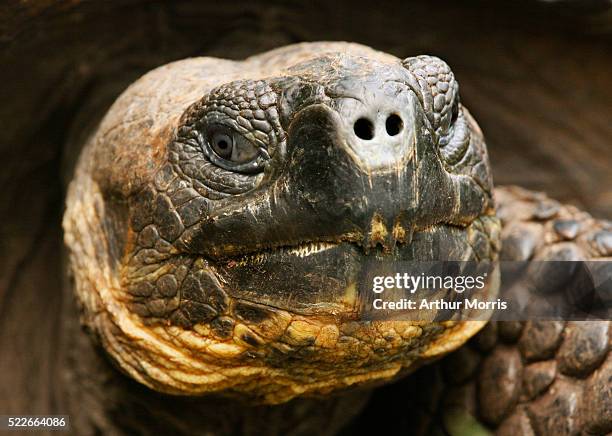 galapagos tortoise - tortoise photos et images de collection